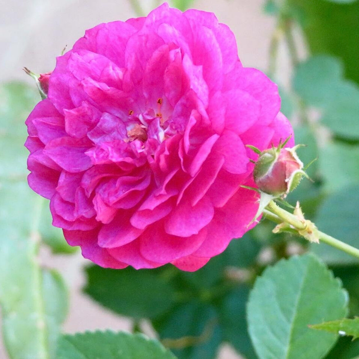 Sweet Chariot Rose Seeds, 30+ seeds