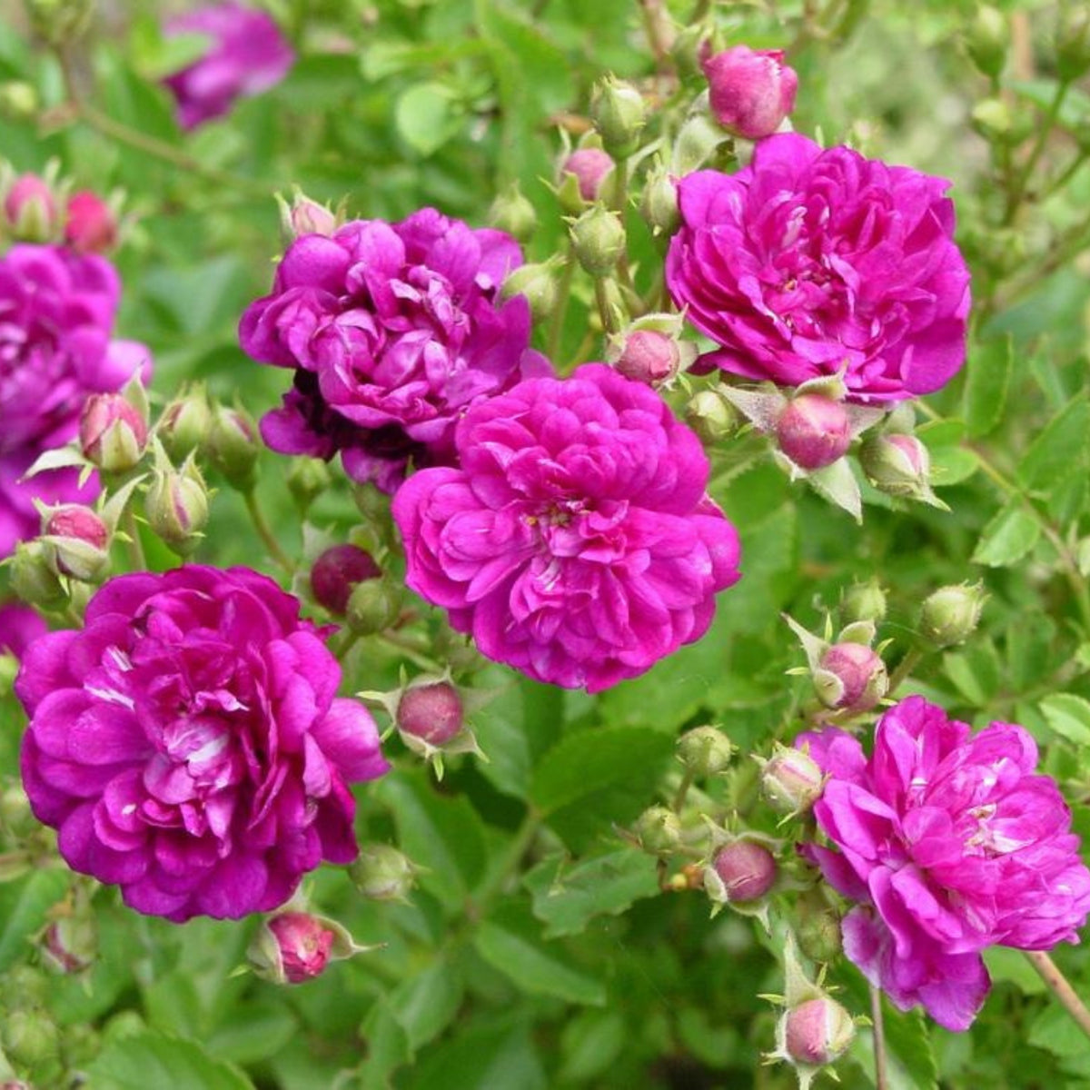 Sweet Chariot Rose Seeds, 30+ seeds