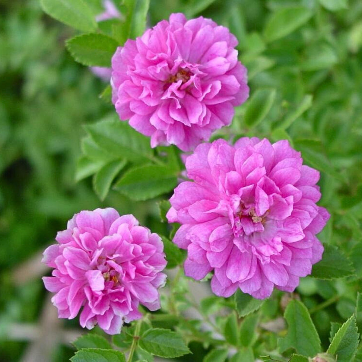 Sweet Chariot Rose Seeds, 30+ seeds