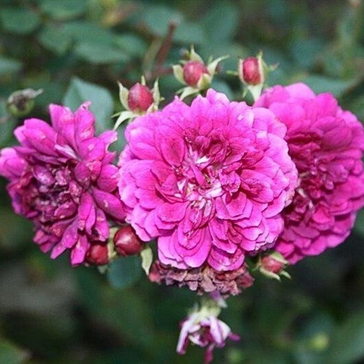 Sweet Chariot Rose Seeds, 30+ seeds