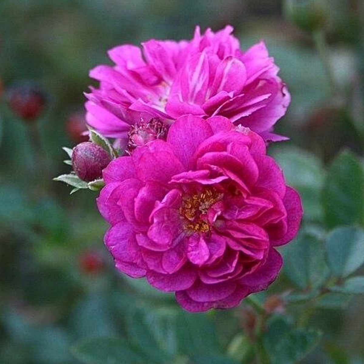 Sweet Chariot Rose Seeds, 30+ seeds