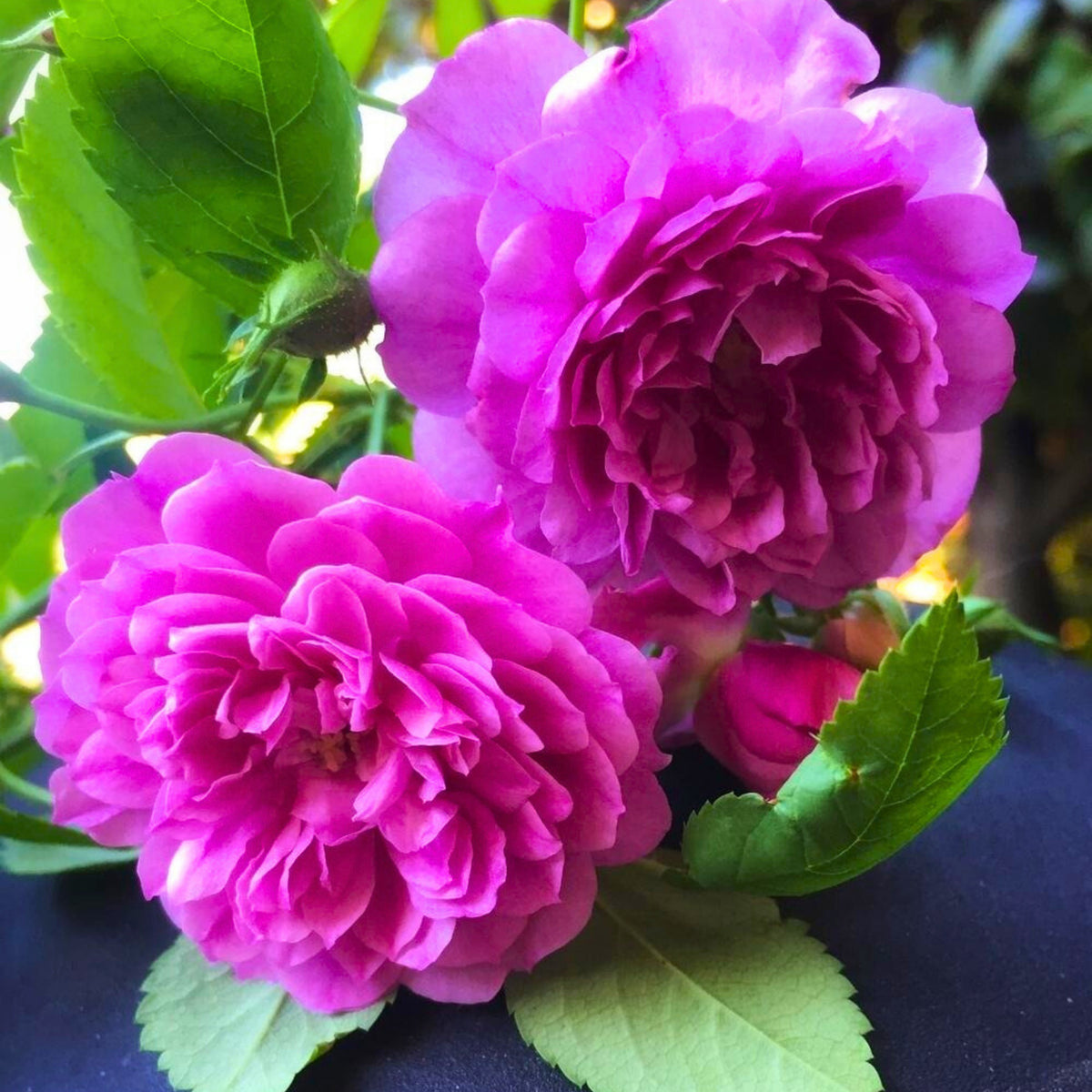 Sweet Chariot Rose Seeds, 30+ seeds