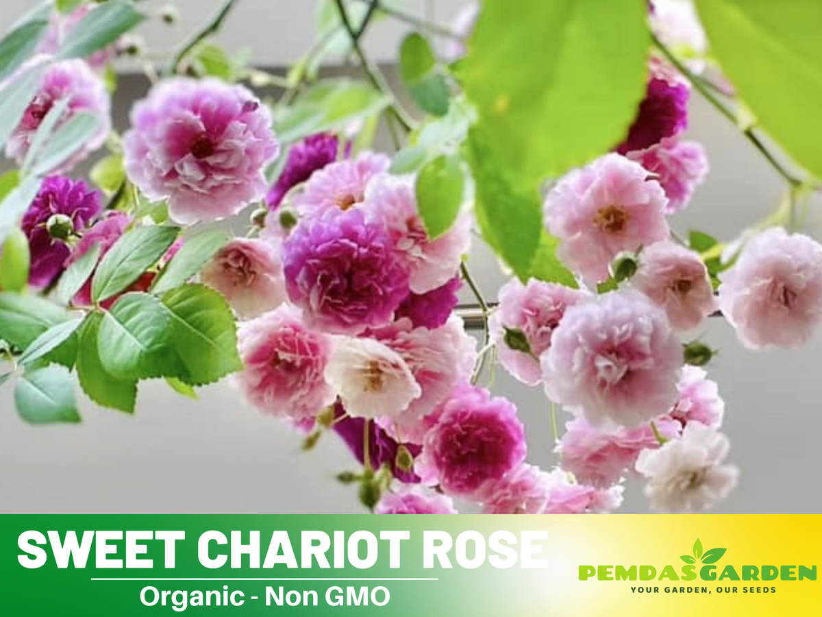 30+ Seeds| Sweet Chariot Rose Seeds #1157