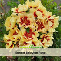30+ Seeds| Sunset Babylon Rose Seeds #1158