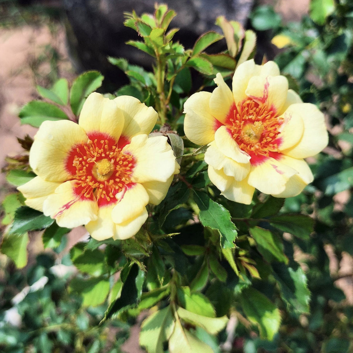 Sunset Babylon Rose Seeds - 1158, 30+ seeds
