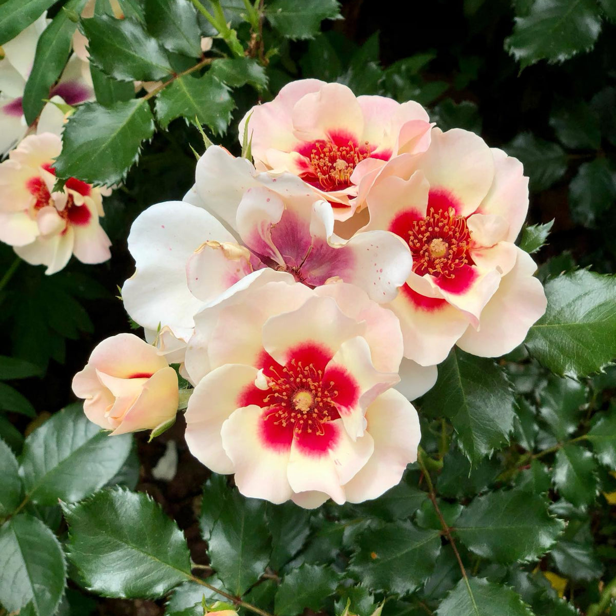 Sunset Babylon Rose Seeds, 30+ seeds