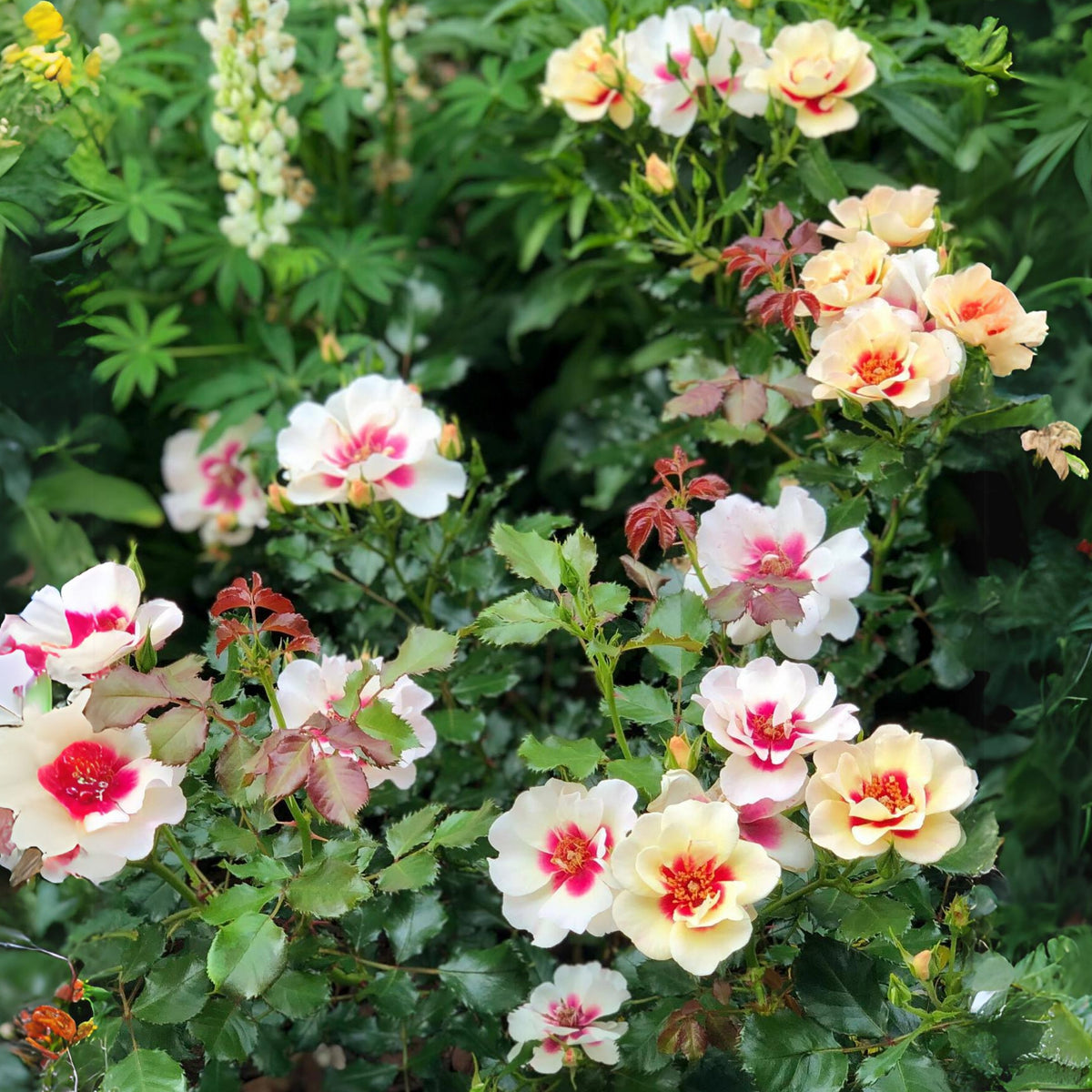 Sunset Babylon Rose Seeds, 30+ seeds