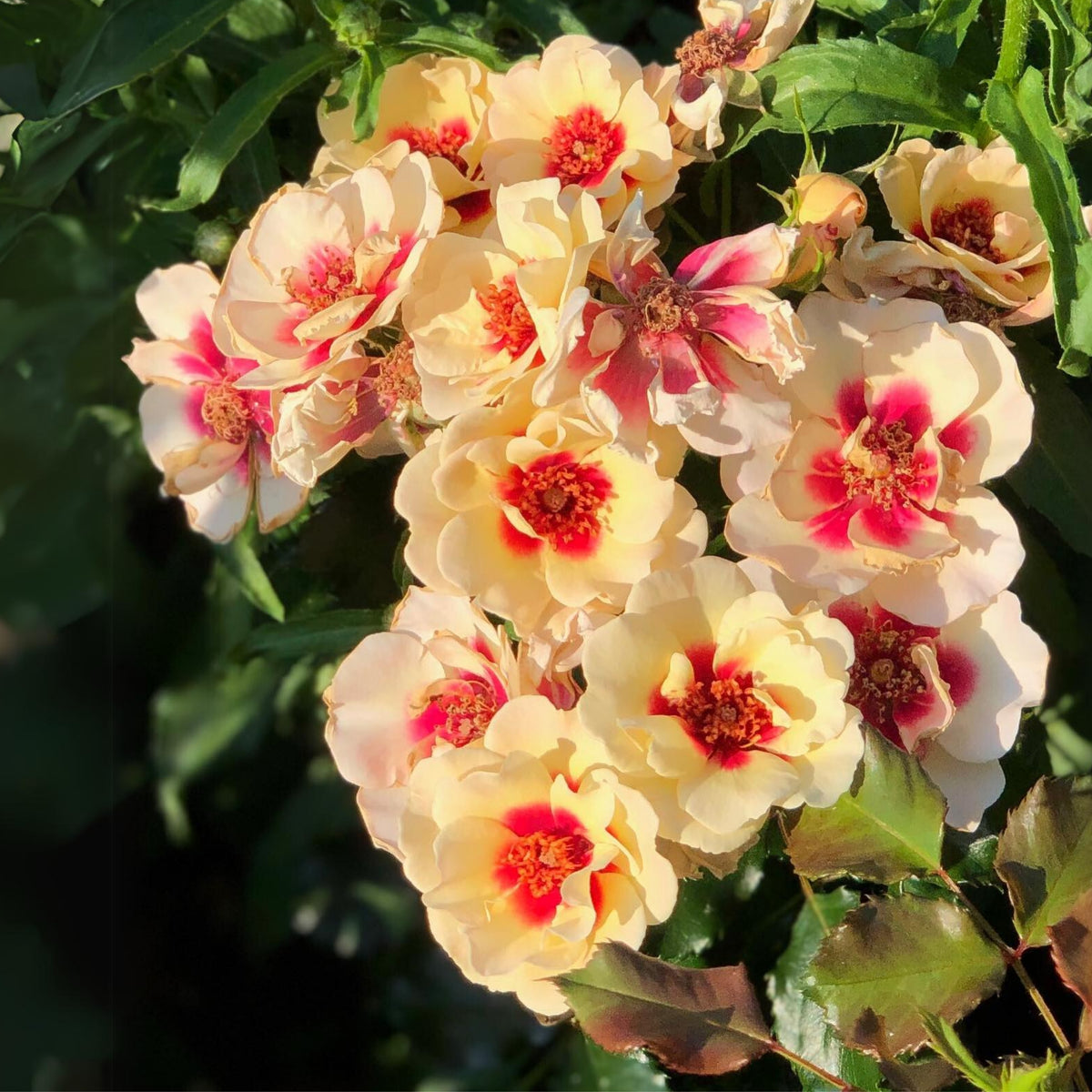 Sunset Babylon Rose Seeds, 30+ seeds