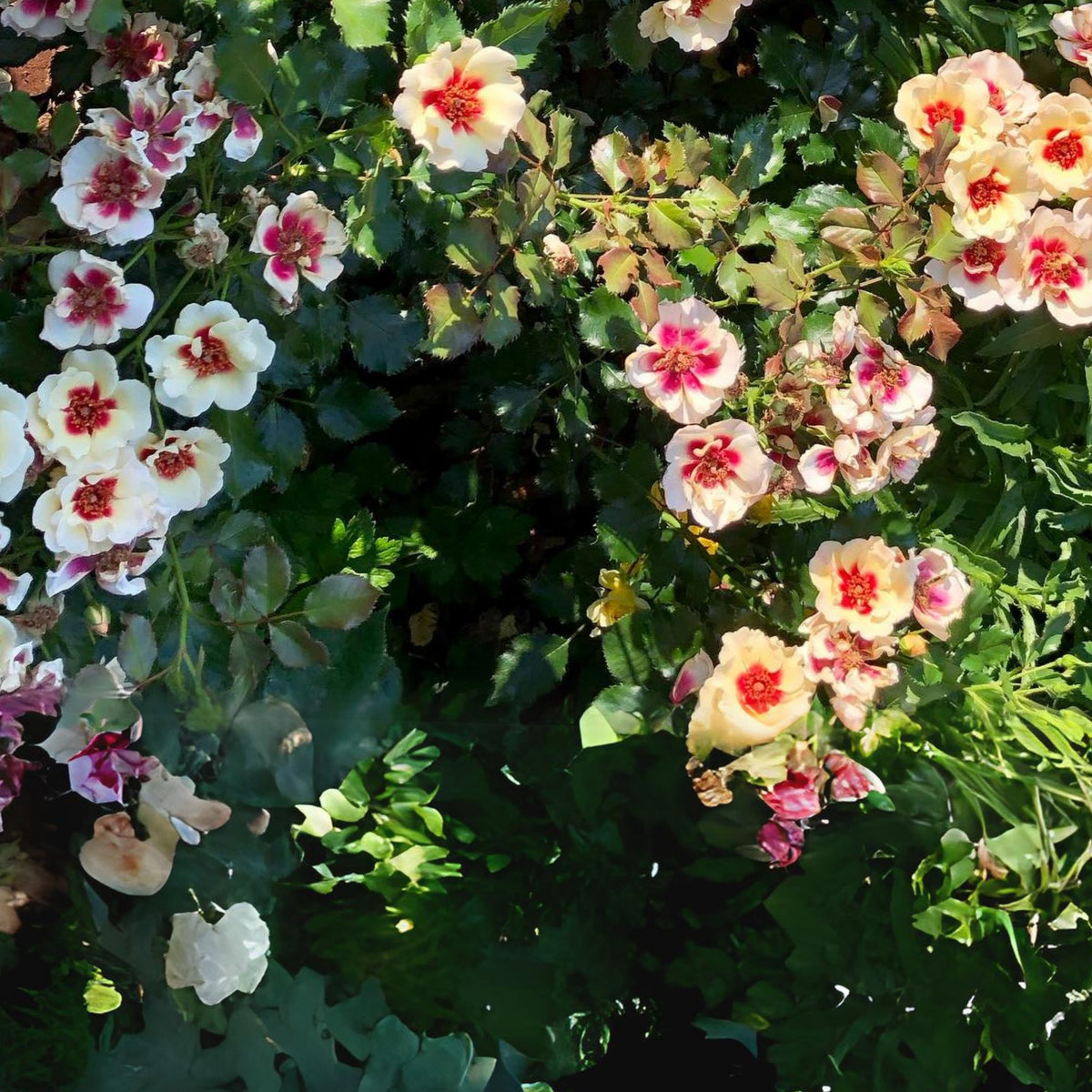 Sunset Babylon Rose Seeds, 30+ seeds