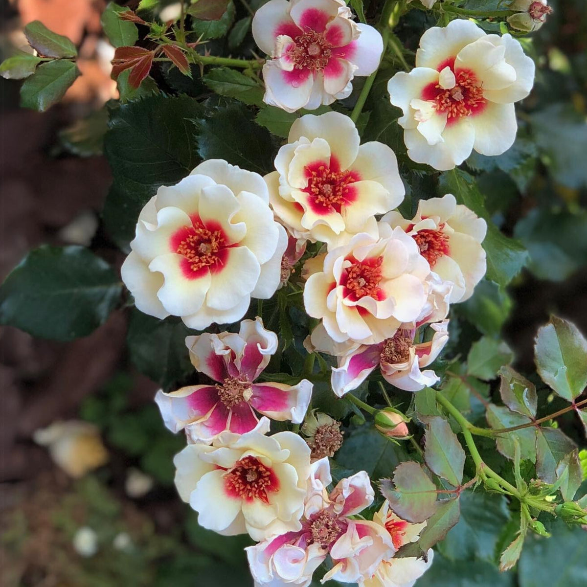 Sunset Babylon Rose Seeds, 30+ seeds
