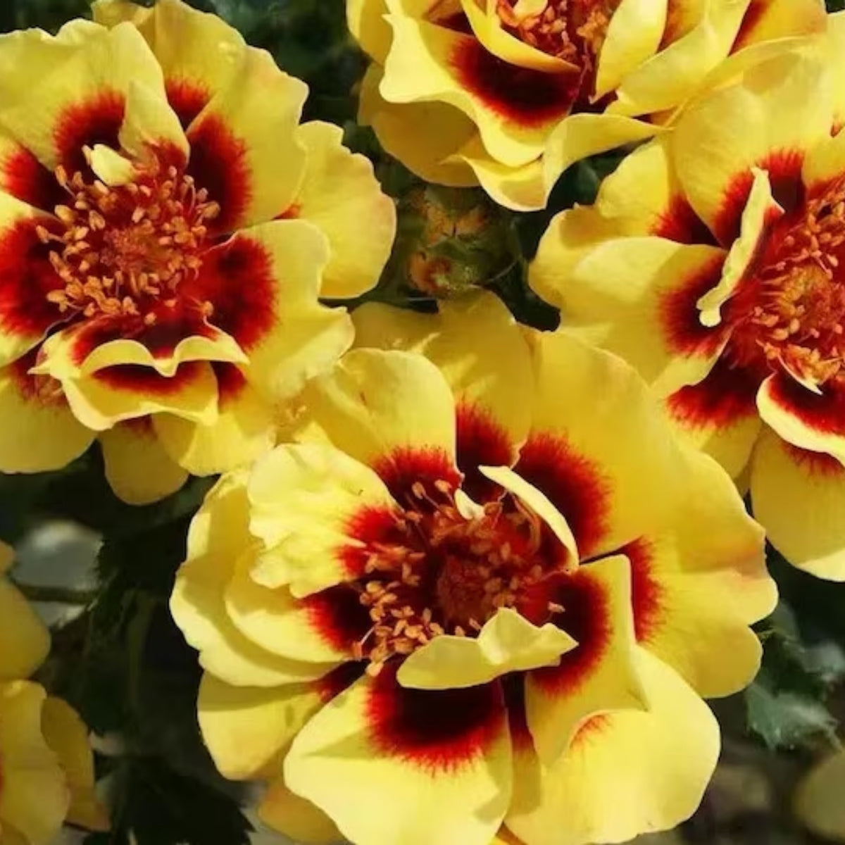 Sunset Babylon Rose Seeds, 30+ seeds