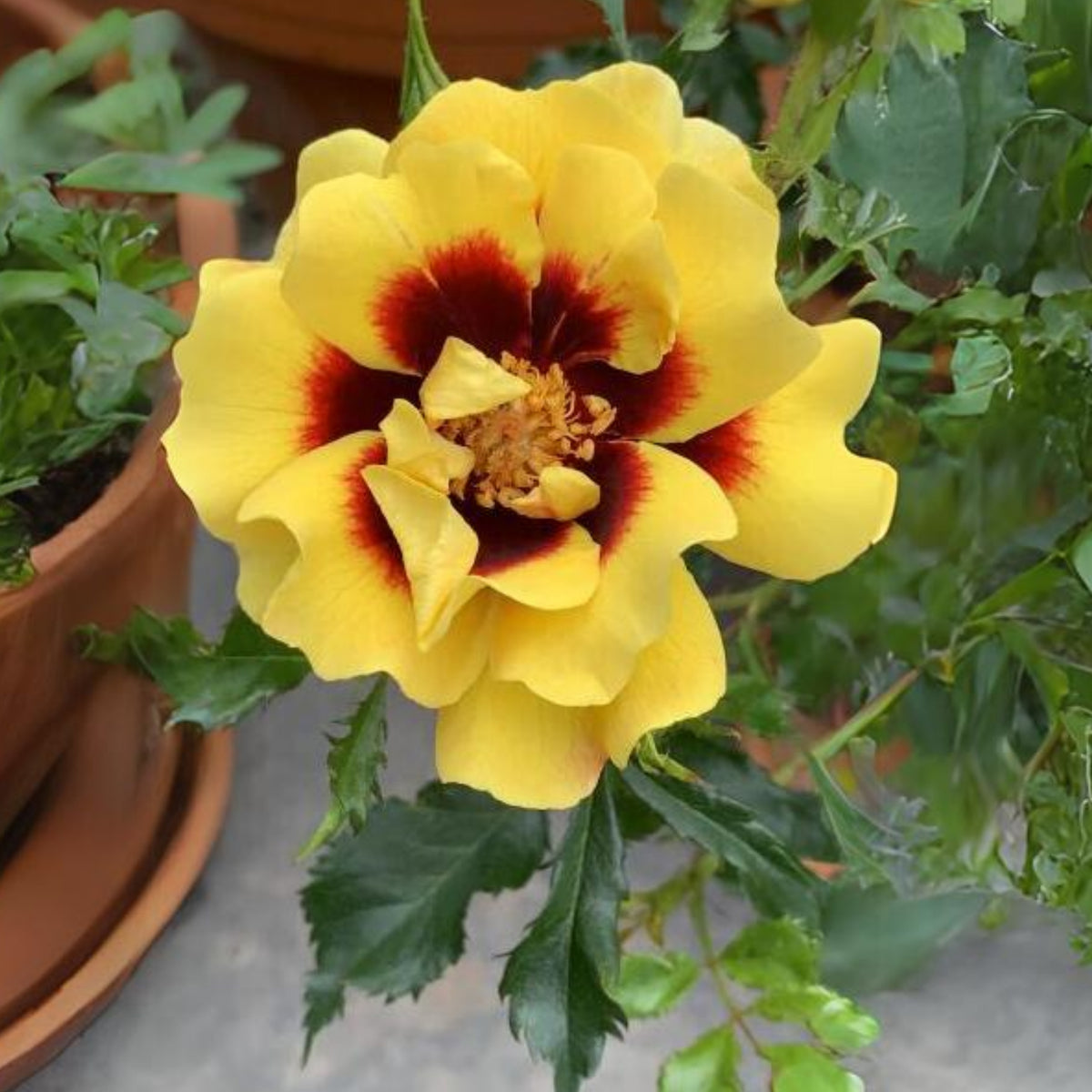 Sunset Babylon Rose Seeds, 30+ seeds