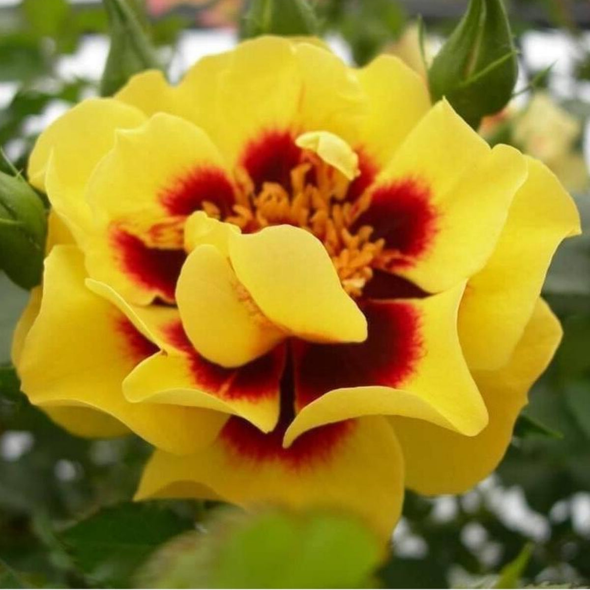 Sunset Babylon Rose Seeds, 30+ seeds
