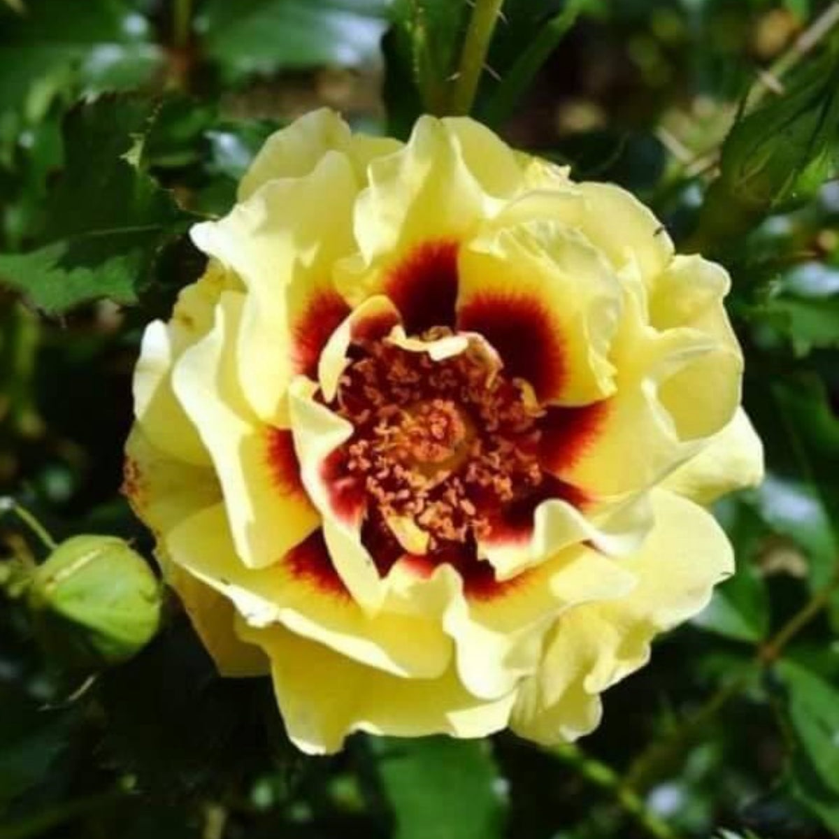 Sunset Babylon Rose Seeds, 30+ seeds