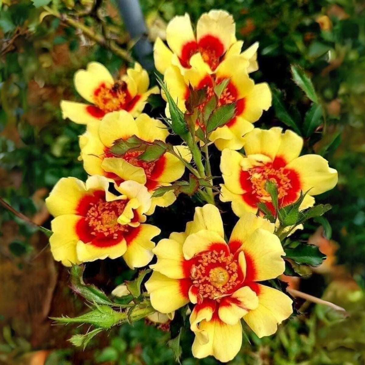 Sunset Babylon Rose Seeds - 1158, 30+ seeds