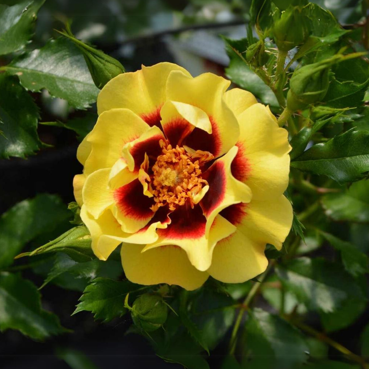 Sunset Babylon Rose Seeds, 30+ seeds