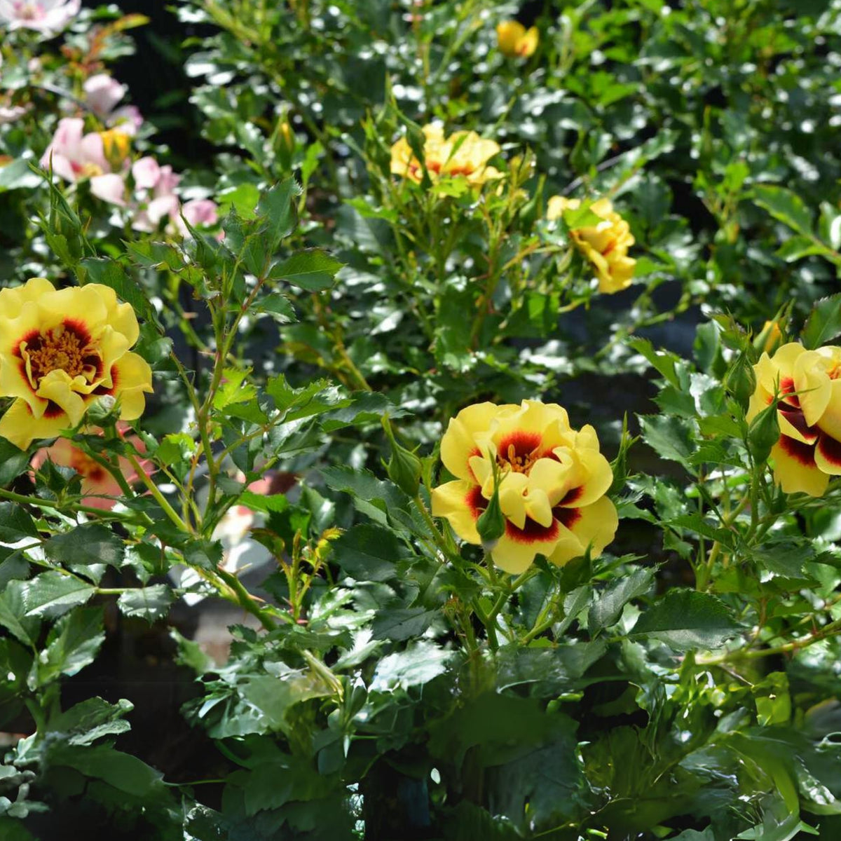 Sunset Babylon Rose Seeds, 30+ seeds