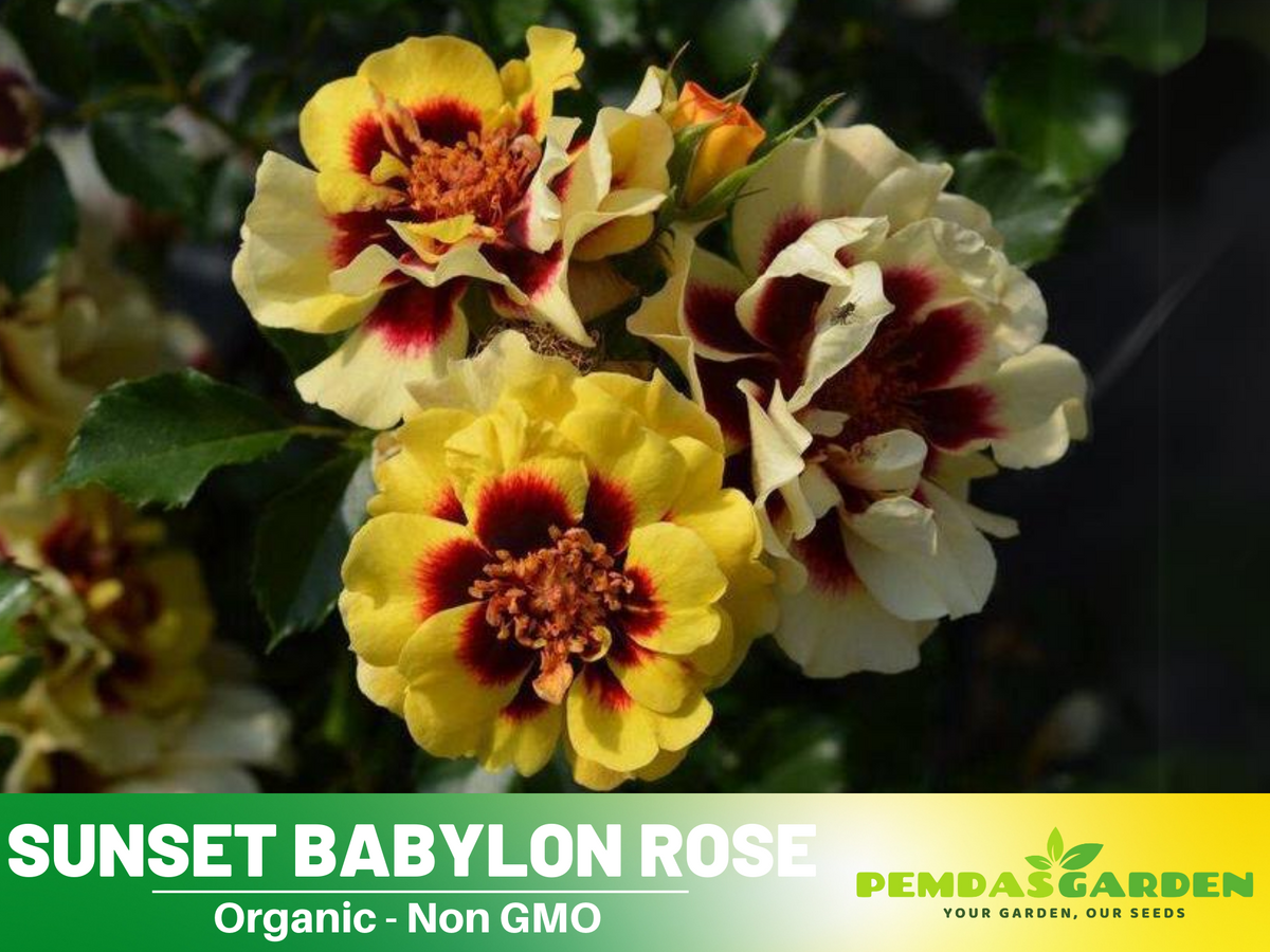 30+ Seeds| Sunset Babylon Rose Seeds #1158