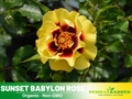 30+ Seeds| Sunset Babylon Rose Seeds #1158