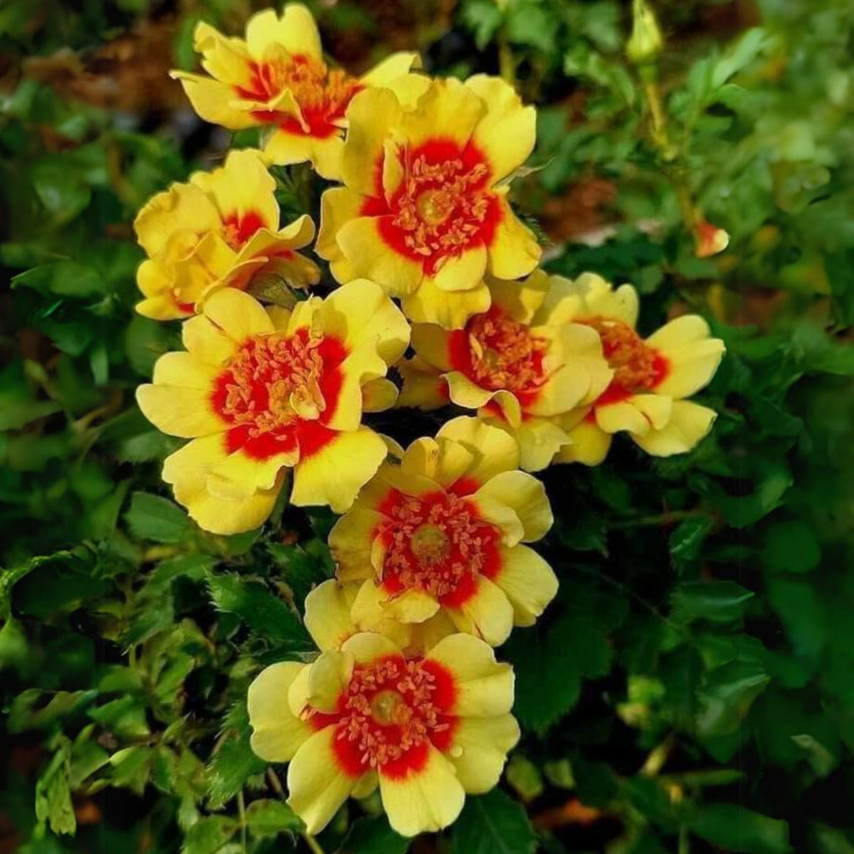 Sunset Babylon Rose Seeds - 1158, 30+ seeds