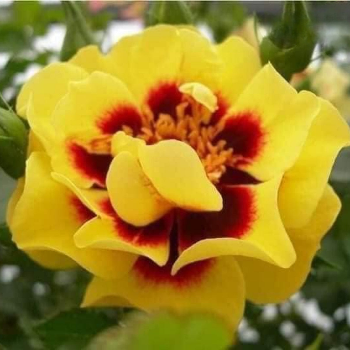 Sunset Babylon Rose Seeds - 1158, 30+ seeds