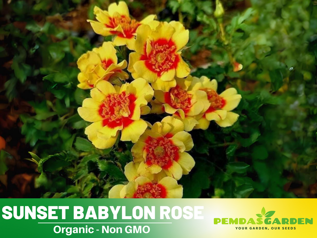 30+ Seeds| Sunset Babylon Rose Seeds #1158
