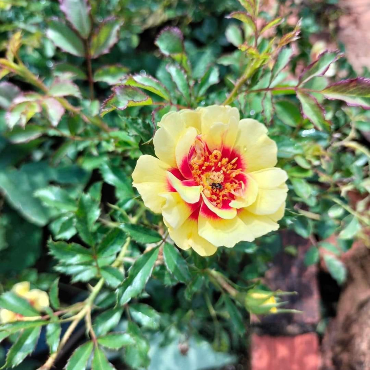 Sunset Babylon Rose Seeds - 1158, 30+ seeds