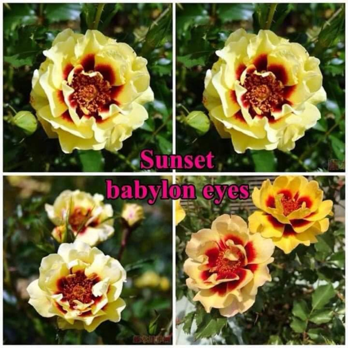 Sunset Babylon Rose Seeds - 1158, 30+ seeds