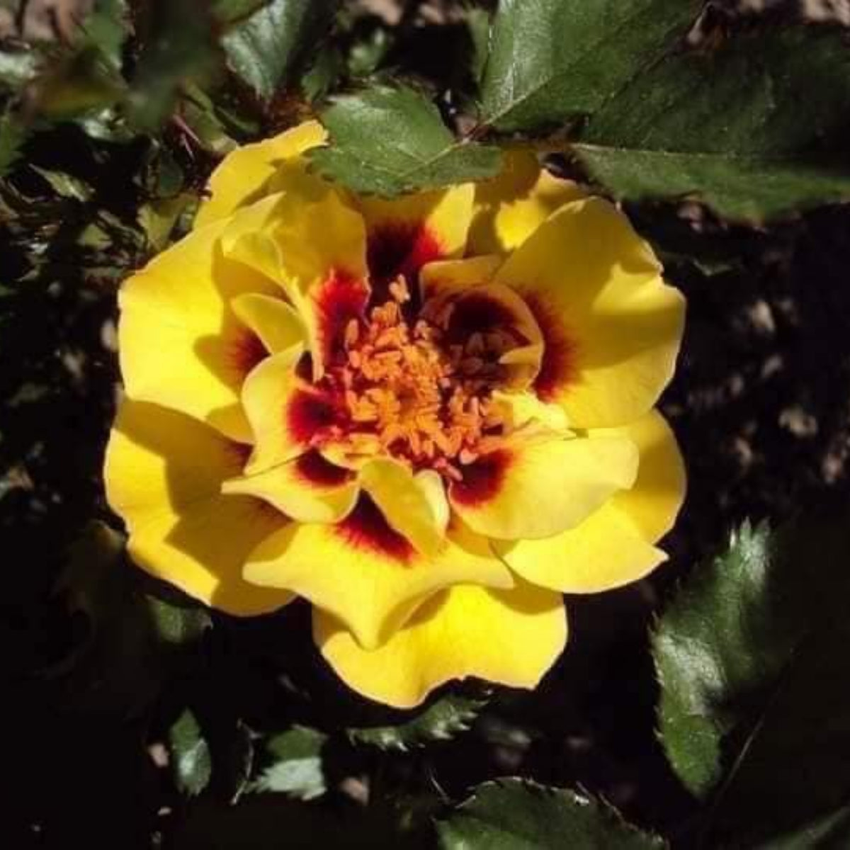 Sunset Babylon Rose Seeds - 1158, 30+ seeds