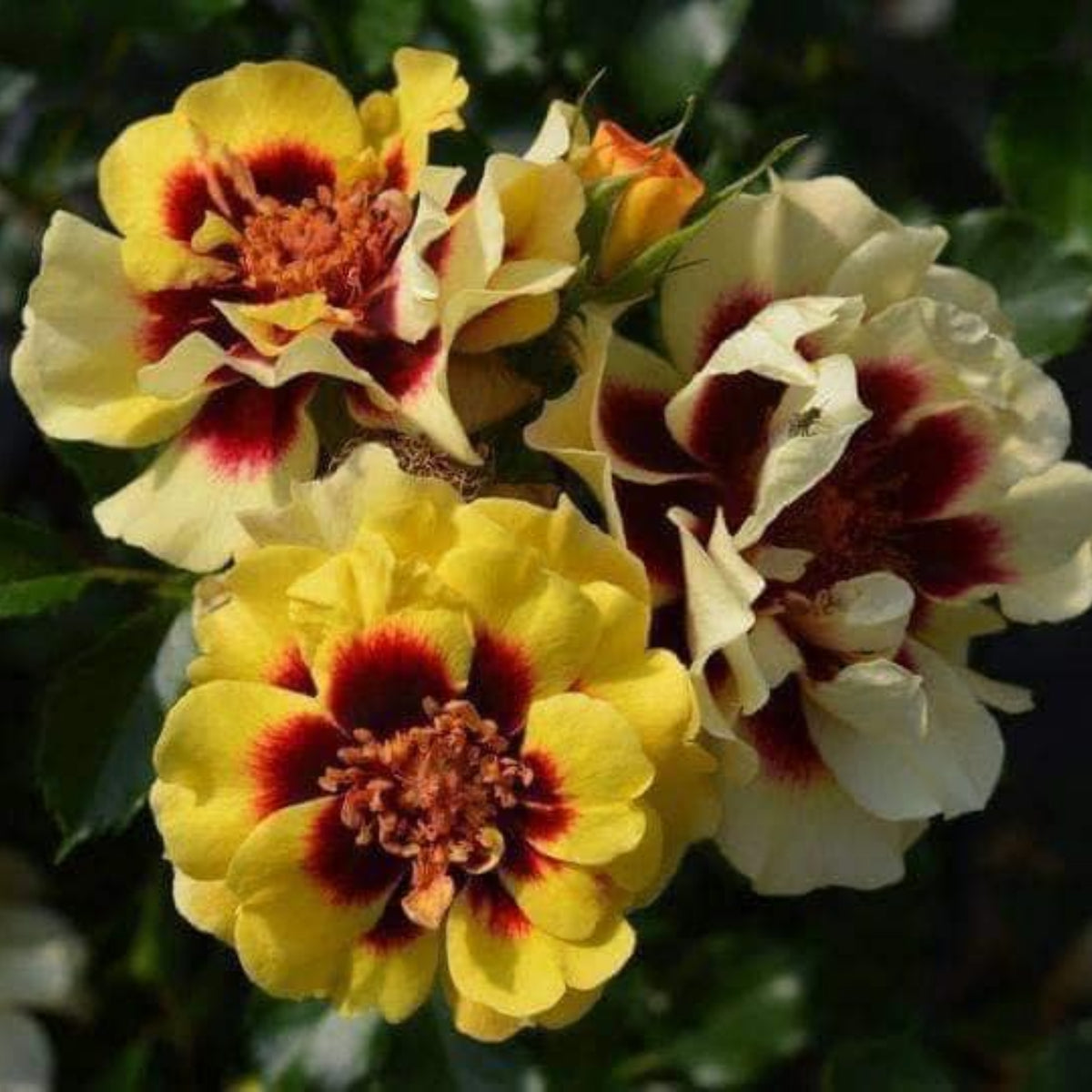 Sunset Babylon Rose Seeds - 1158, 30+ seeds