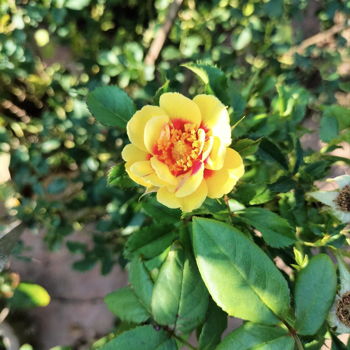 Sunset Babylon Rose Seeds - 1158, 30+ seeds