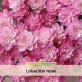 30+ Seeds| Lotus Star Rose Seeds - 1159