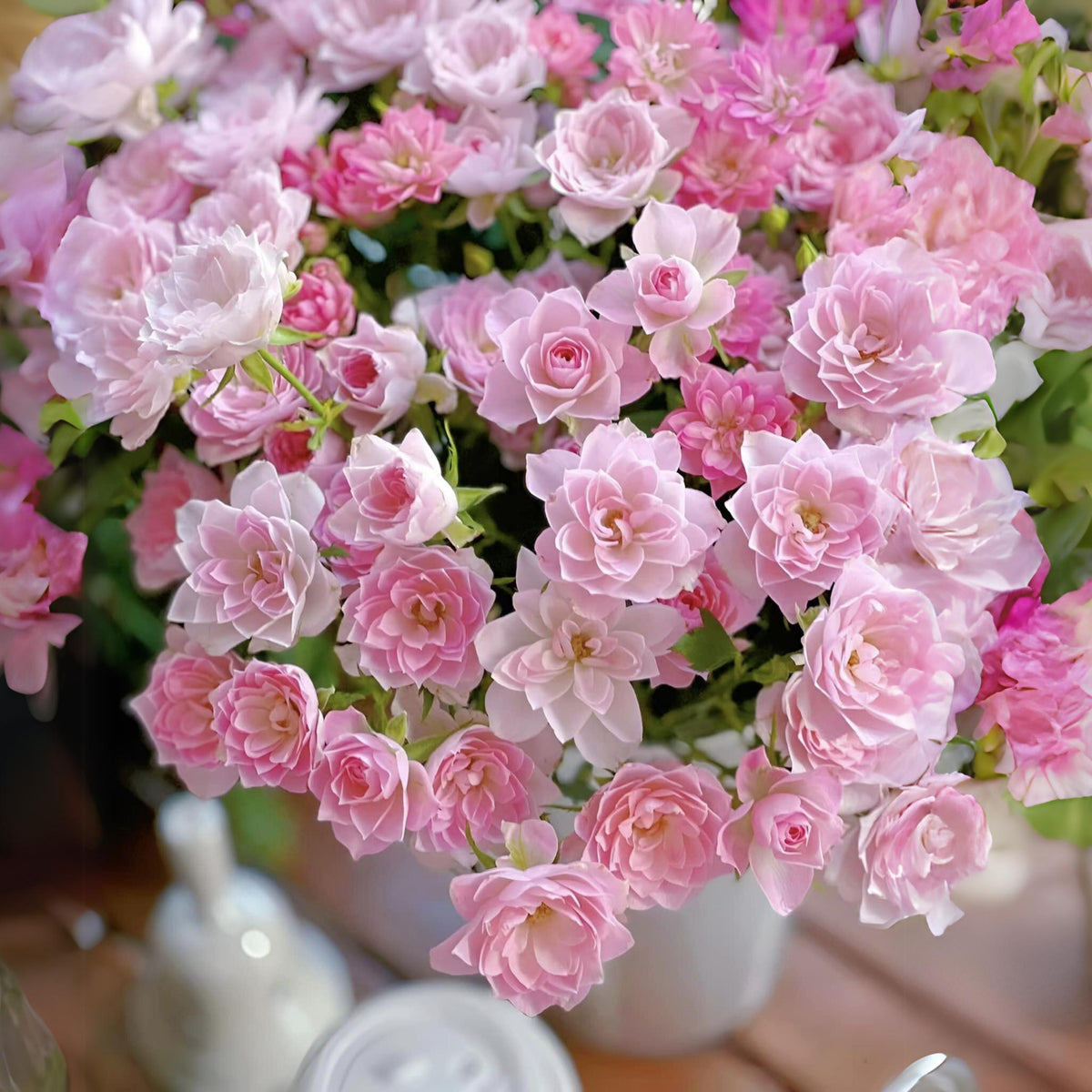 Lotus Star Rose Seeds, 30+ seeds