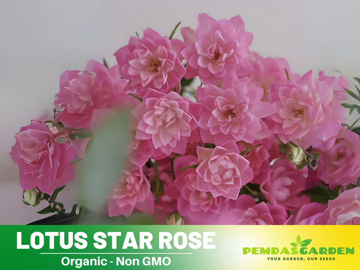 30+ Seeds| Lotus Star Rose Seeds - 1159
