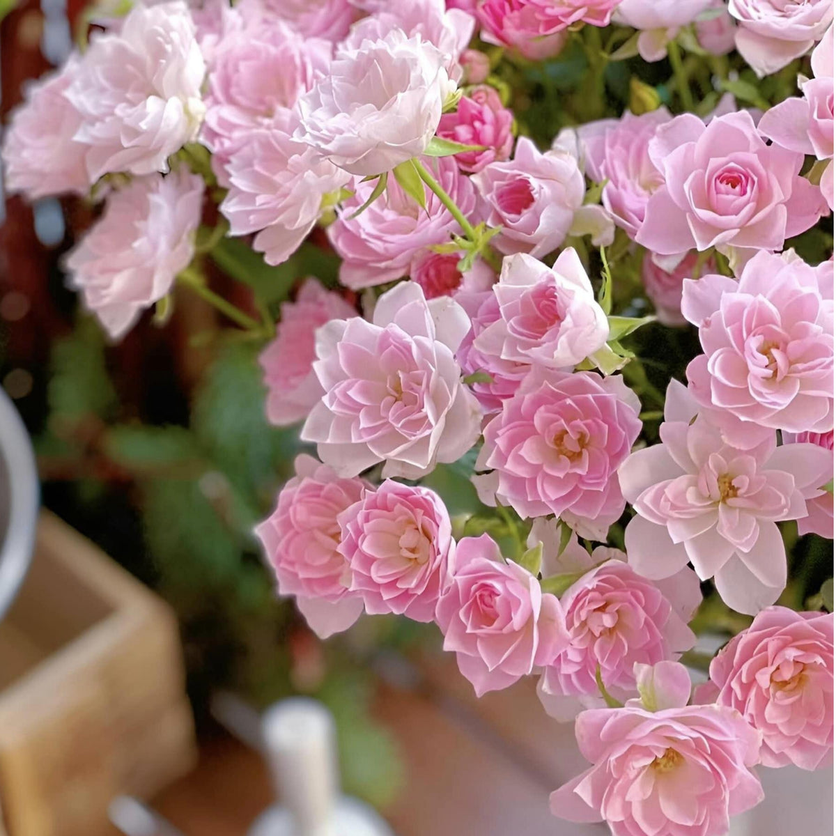 Lotus Star Rose Seeds, 30+ seeds