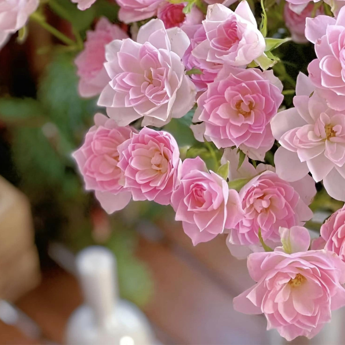 Lotus Star Rose Seeds - 1159, 30+ seeds