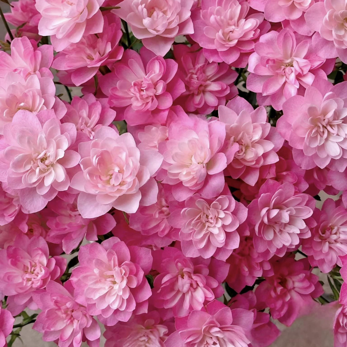 Lotus Star Rose Seeds - 1159, 30+ seeds