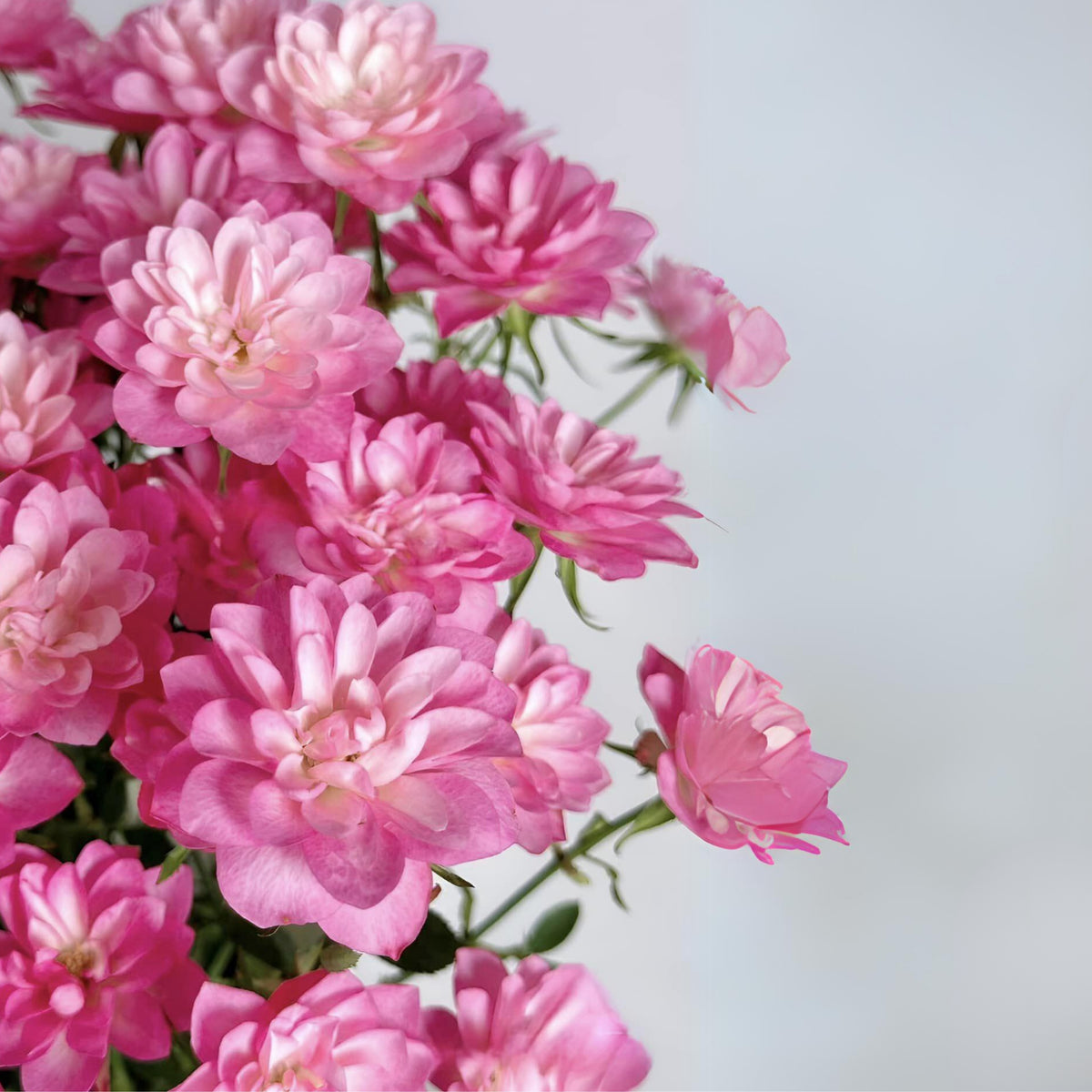 Lotus Star Rose Seeds - 1159, 30+ seeds