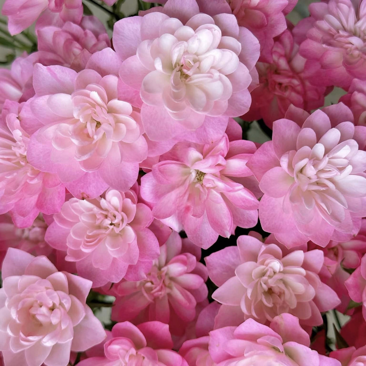 Lotus Star Rose Seeds, 30+ seeds