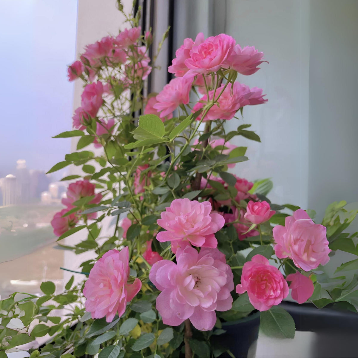 Lotus Star Rose Seeds, 30+ seeds