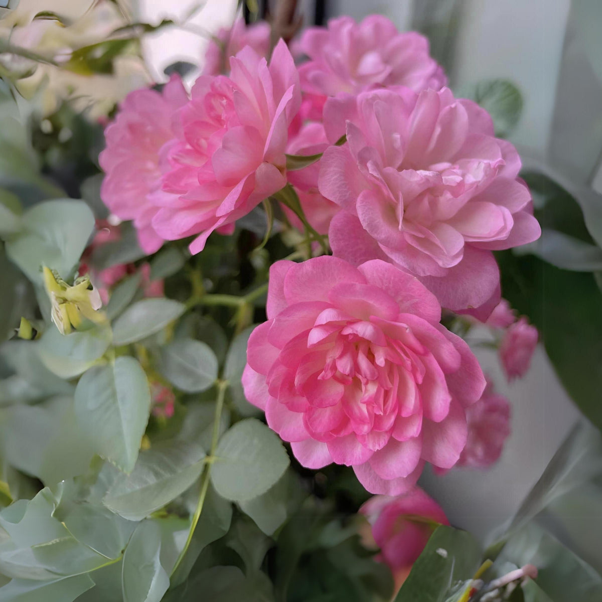 Lotus Star Rose Seeds - 1159, 30+ seeds