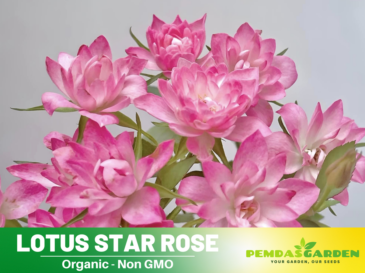 30+ Seeds| Lotus Star Rose Seeds #1159