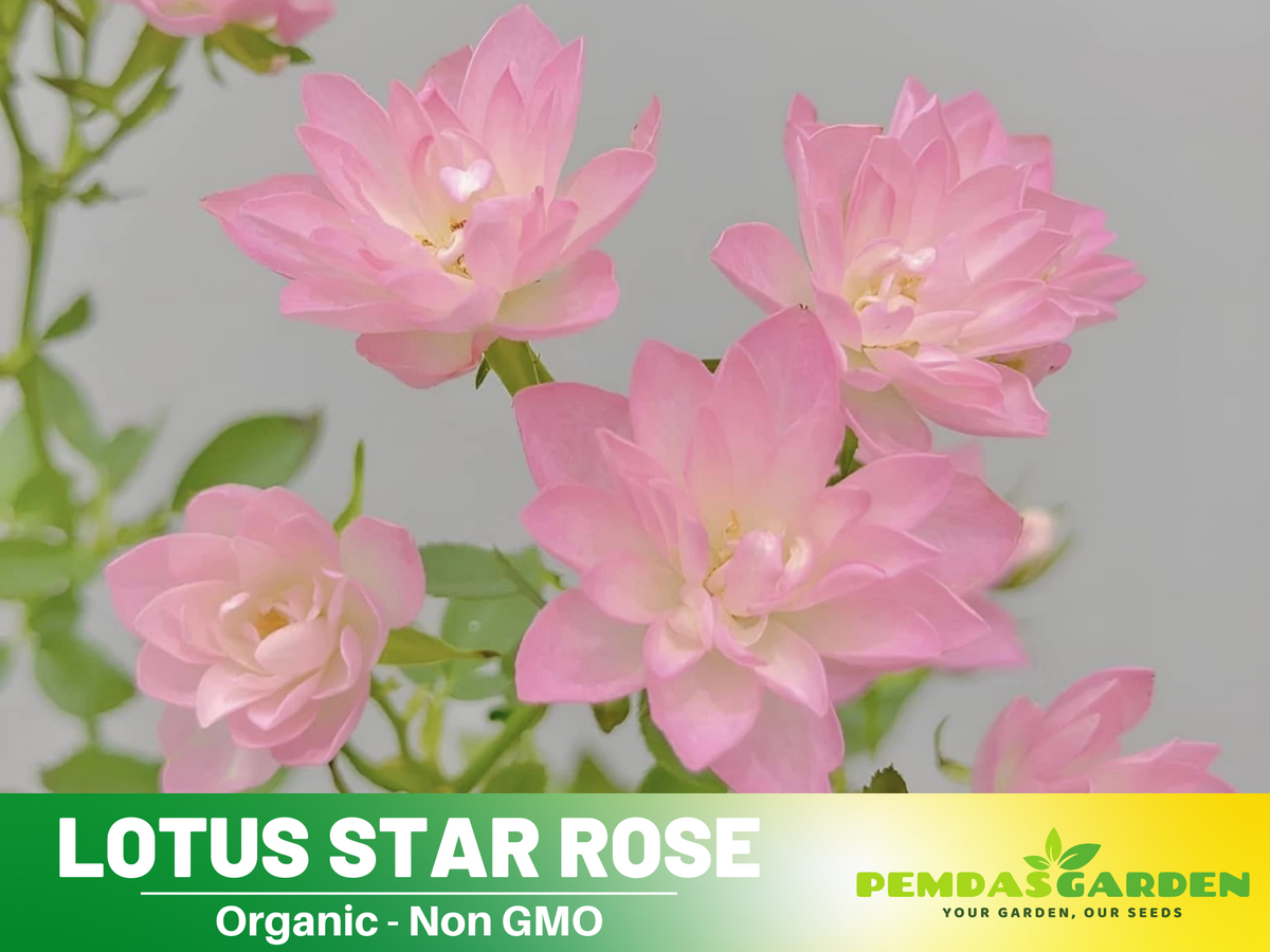 30+ Seeds| Lotus Star Rose Seeds #1159