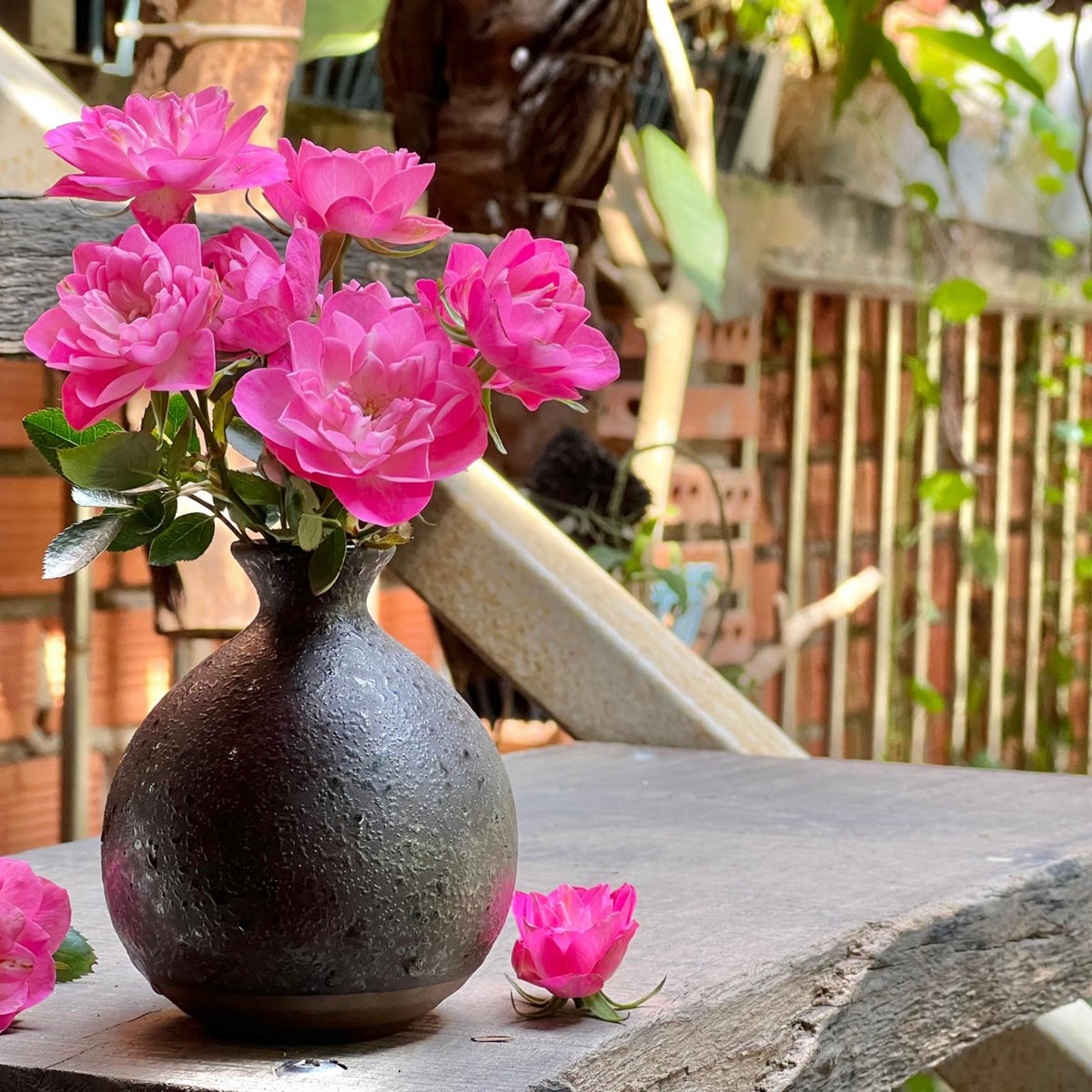 Lotus Star Rose Seeds, 30+ seeds