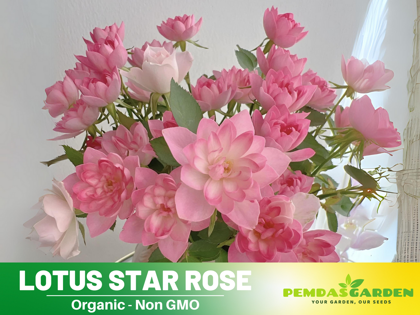 rose seeds near me 30+ Seeds| Lotus Star Rose Seeds