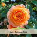 30+ Seeds| Juicy Terrazza Rose Seeds #1160