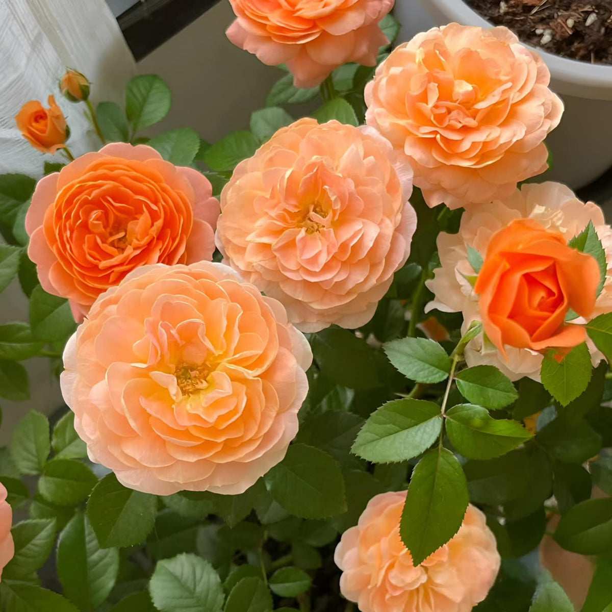 Juicy Terrazza Rose Seeds, 30+ seeds