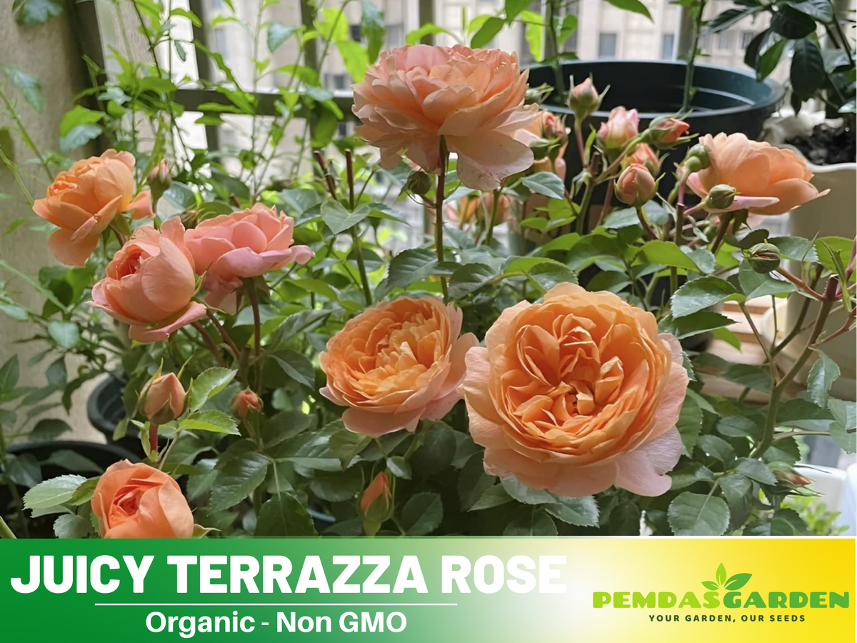 30+ Seeds| Juicy Terrazza Rose Seeds #1160