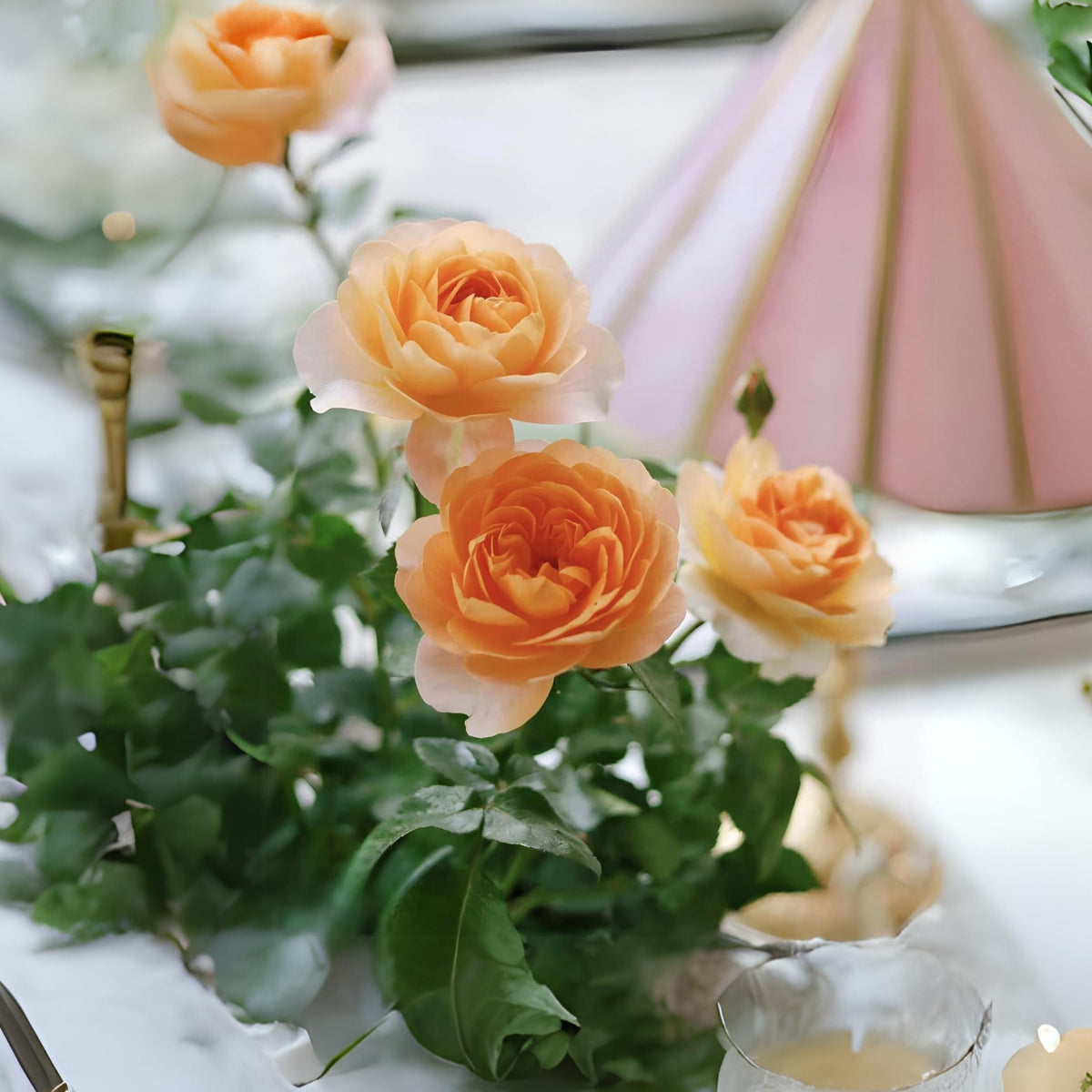 Juicy Terrazza Rose Seeds, 30+ seeds