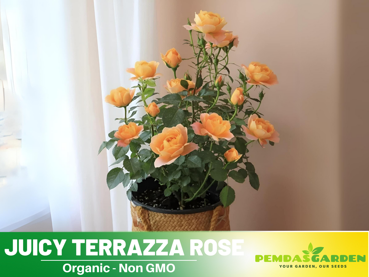 30+ Seeds| Juicy Terrazza Rose Seeds #1160